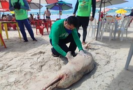 Com marcas de mordidas de tubarão, golfinho encalha morto na Praia do Francês