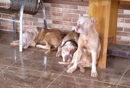 Homem de 46 anos morre após ser atacado por sete cães pitbulls