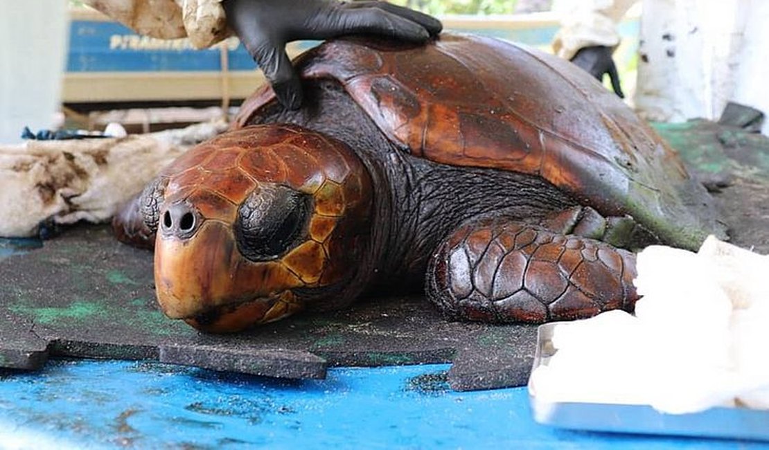 20 animais já foram vítimas de desastre ambiental provocado por petróleo, em Alagoas