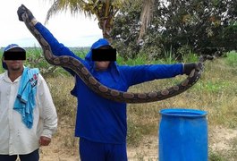 Trabalhadores rurais capturam serpente em São Sebastião