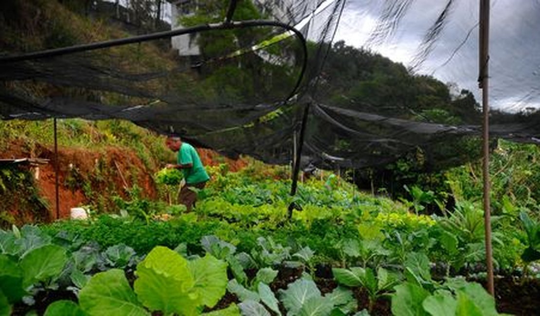 Hortas comunitárias alteram espaço público e estimulam contato com a natureza