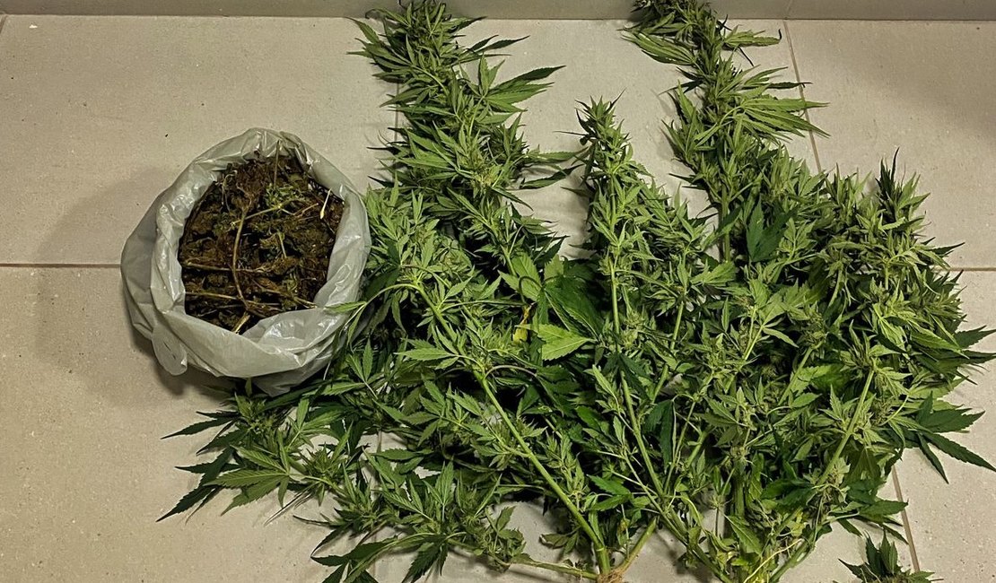 PM erradica plantação com aproximadamente 25 mil pés de maconha em Canapi