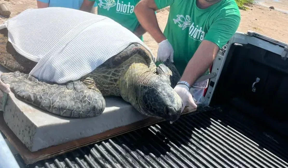 Tartaruga-verde encalhada é resgatada pelo Biota em praia de Alagoas