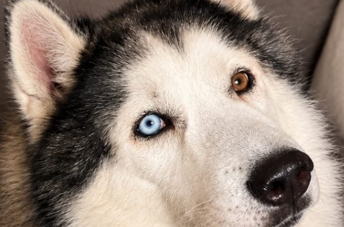 Husky Siberiano desaparece no Planalto e família pede ajuda para encontrá-lo