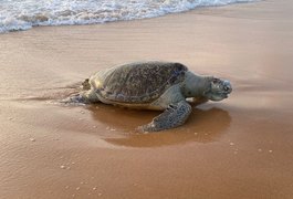 Tartaruga-verde é encontrada morta na praia de Jacarecica, em Maceió