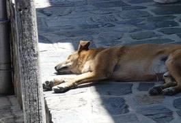 Polícia investiga ataque contra cinco cães em situação de rua em São Miguel dos Campos