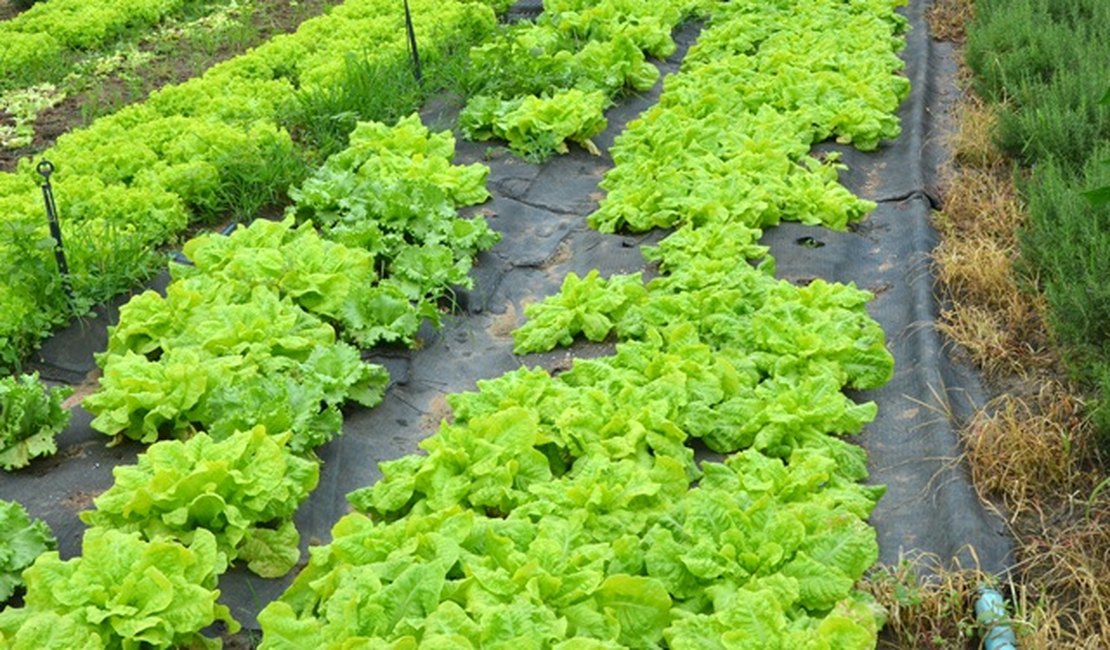 Agricultores de Arapiraca recebem mantas do projeto Agreste Rural