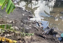 Maus-tratos e carcaças às margens de rio: abatedouro clandestino é autuado em Alagoas
