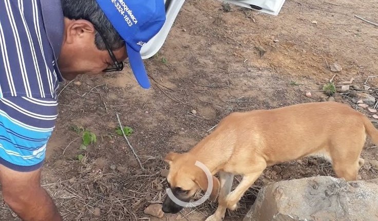 Ex-deputado cobra campanha de castração de cães e gatos de rua em Arapiraca