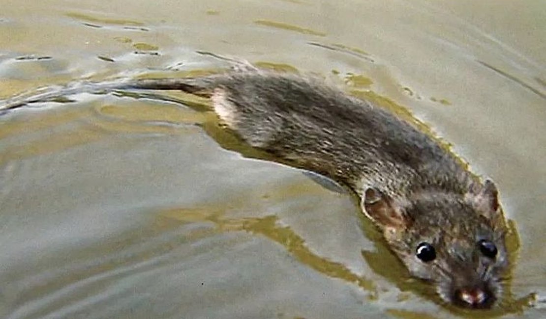 Oito pessoas já morreram vítimas de leptospirose após enchentes no Rio Grande do Sul