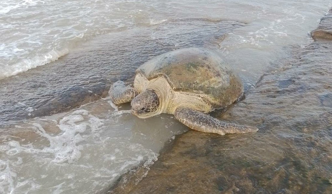 Final feliz: Tartaruga encalha na Praia de Lagoa Azeda e é devolvida ao mar por pescadores