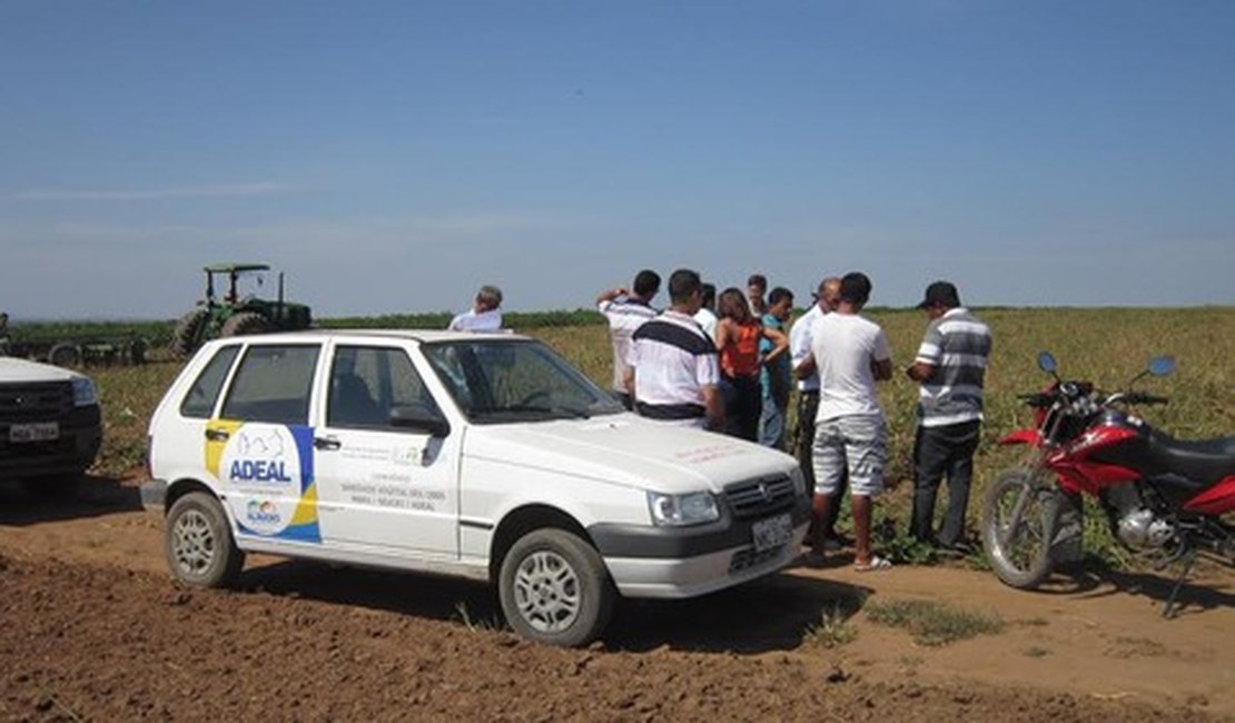 Plantação de feijão é destruída em Limoeiro com suspeita de ataque de lagarta