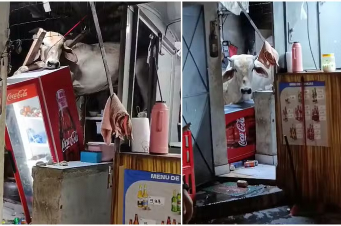 Vaca cai em telhado da cozinha de um bar e causa prejuízos no interior do Ceará