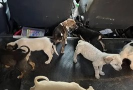 Abandonados em casa, cachorros se alimentam de filhotes para sobreviver