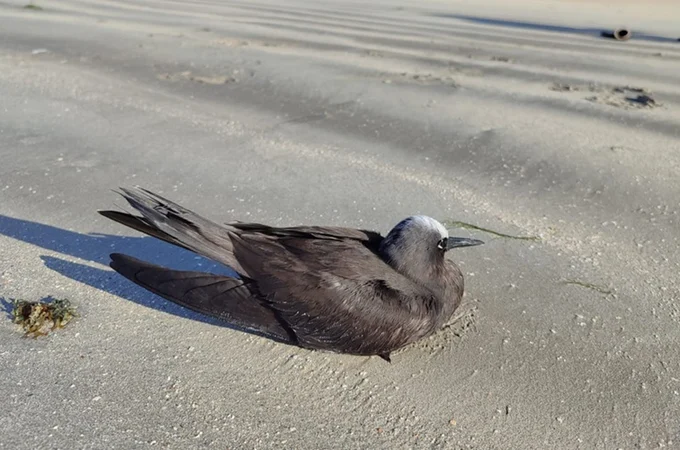 IMA alerta população para evitar contato com aves marinhas durante período migratório