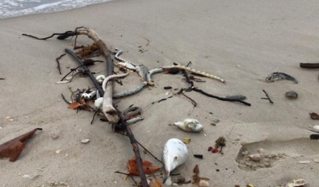 Peixes e crustáceos são encontrados mortos na Praia da Barra Nova