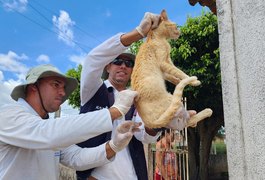 Arapiraca realiza Dia “D” de vacinação antirrábica para cães e gatos neste sábado (6)