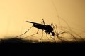 Ministério da Saúde confirma mais uma morte por dengue em Alagoas