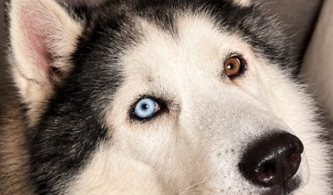 Husky Siberiano desaparece no Planalto e família pede ajuda para encontrá-lo