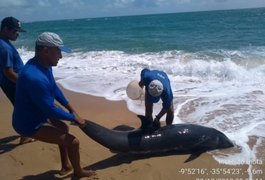 Golfinho encalha e morre na Praia do Gunga, no Litoral Sul de Alagoas