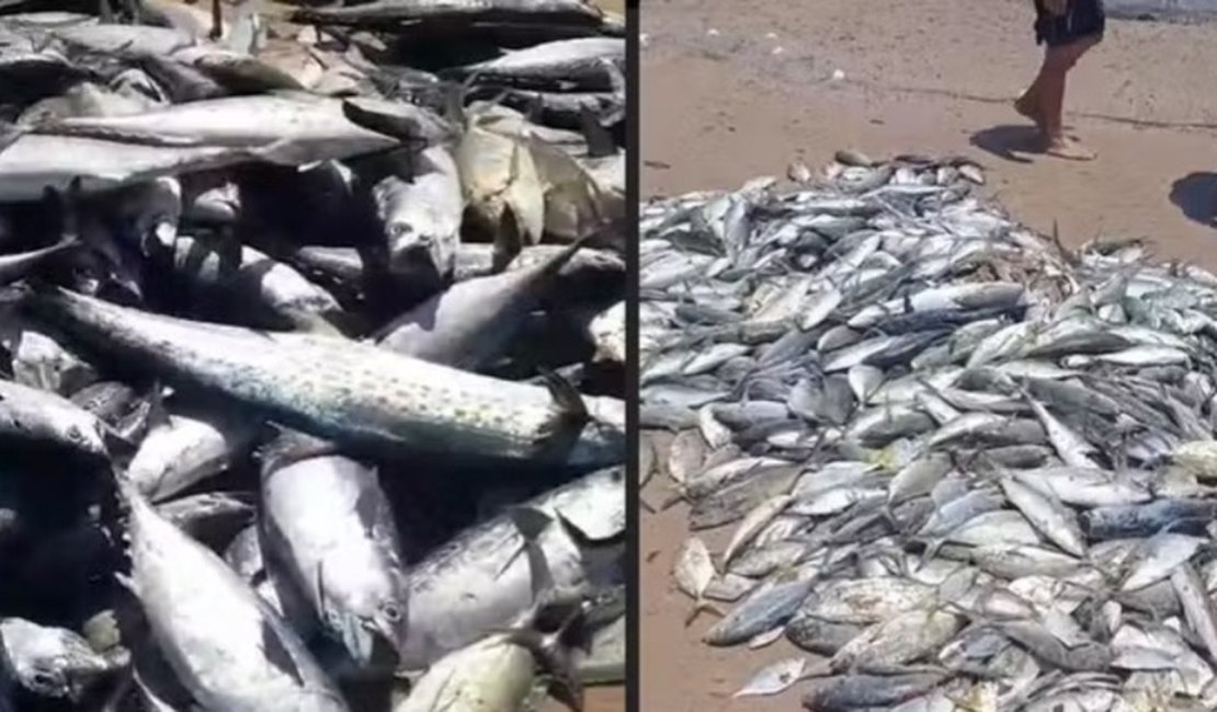 Pescadores comemoram pesca farta ao capturar quase 5 mil peixes em Coruripe