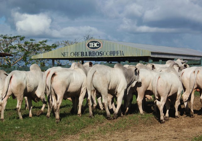 Com 100% de liquidez, 25º Leilão IBC confirma força da genética Nelore alagoana