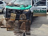 Polícia Militar apreende sete armas, armadilhas e aves silvestres em município alagoano