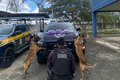 Cão farejador da PM localiza 6kg de skunk em ônibus na BR-101, em São Sebastião