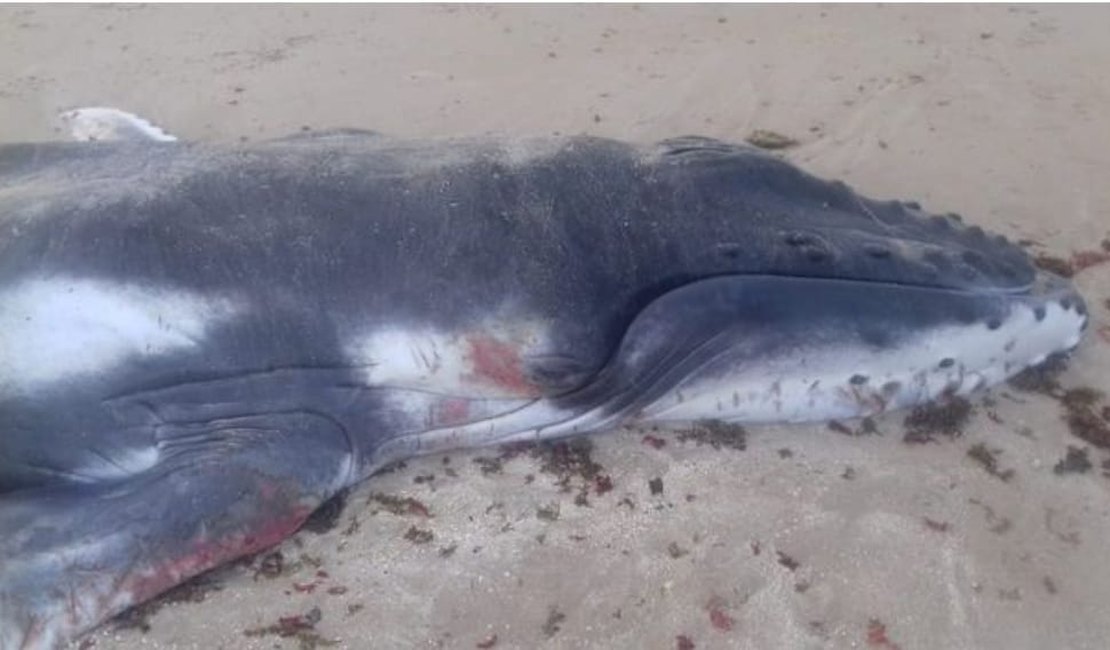 Filhote de baleia jubarte é encontrado morto na Praia de Ipioca, em Maceió