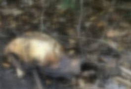 Ossada localizada em Marechal Deodoro pode ser de jogador desaparecido