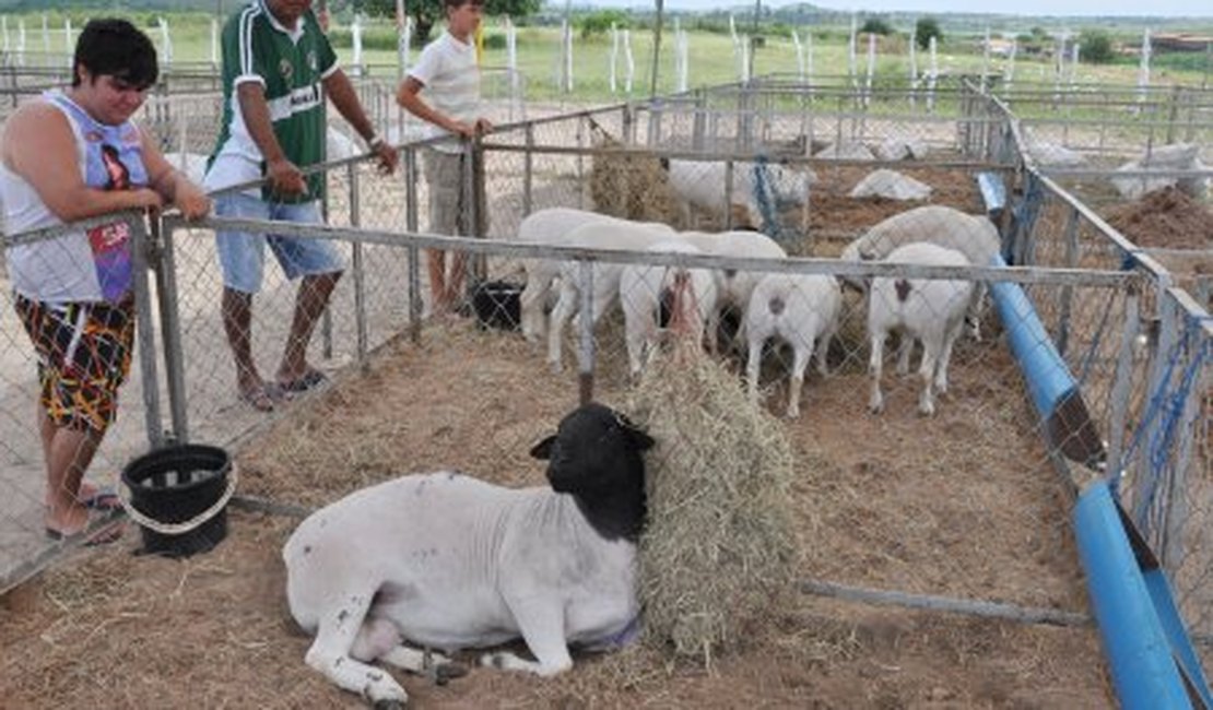 Município realiza 3ª Exposição de Caprinos e Ovinos do Agreste