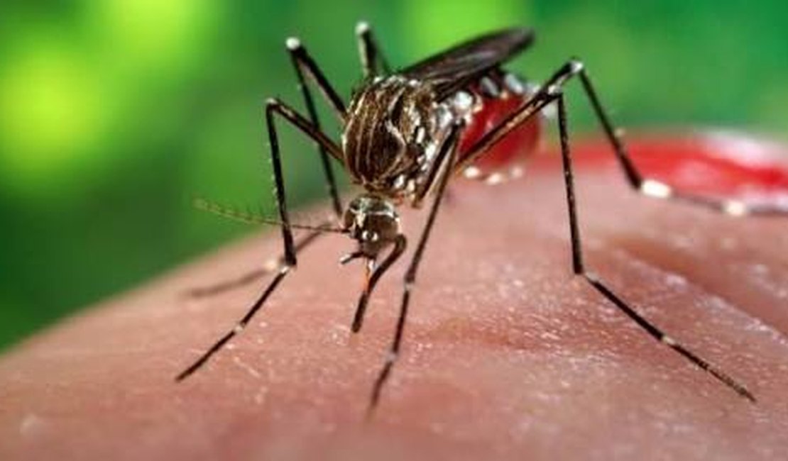 Alerta: Alagoas pode enfrentar epidemia 'devastadora' de chikungunya