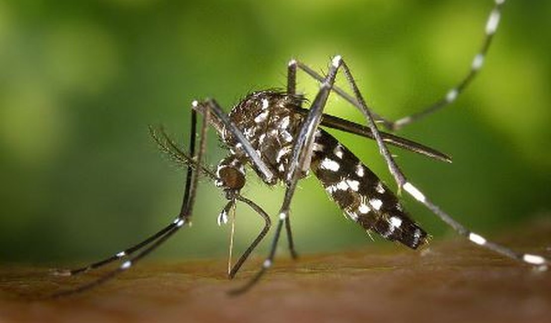 MS divulga 250 municípios em situação de alerta para dengue, zika e chikungunya