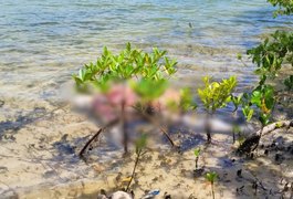 Corpo com marcas de tiros é encontrado em área de manguezal no Litoral Sul de Alagoas