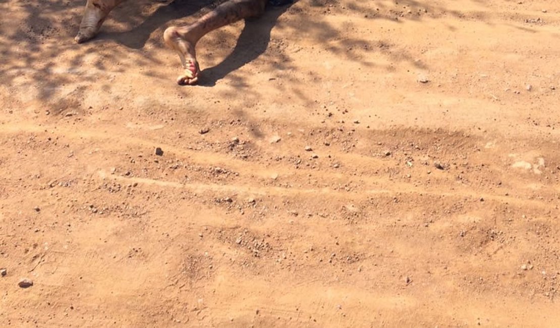 Corpo carbonizado é encontrado no Sítio Bom Nome II, em Arapiraca