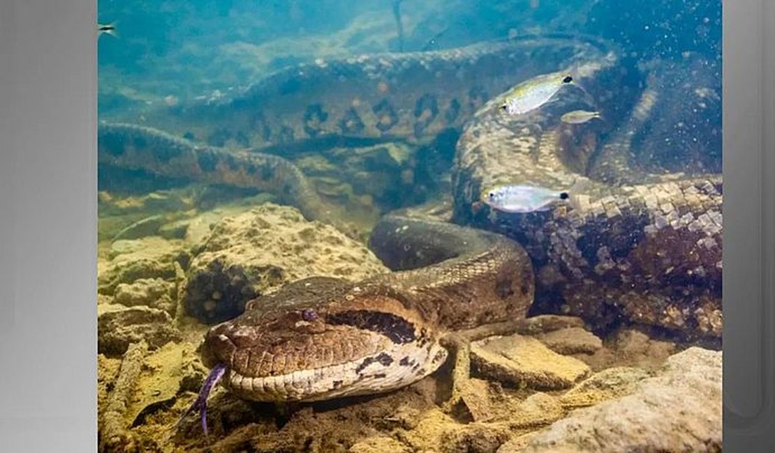 Sucuri gigante é encontrada morta em Bonito (MS)