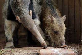 Veja para qual número ligar em Alagoas se encontrar um animal silvestre em casa
