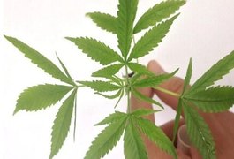 Veja perguntas e respostas sobre as regras para usar maconha medicinal no Brasil