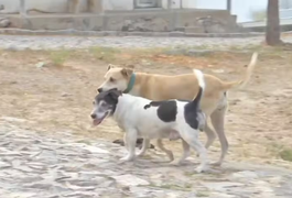 Guerra de facções transforma localidade em 'cidade fantasma' no Ceará e animais são deixados para trás