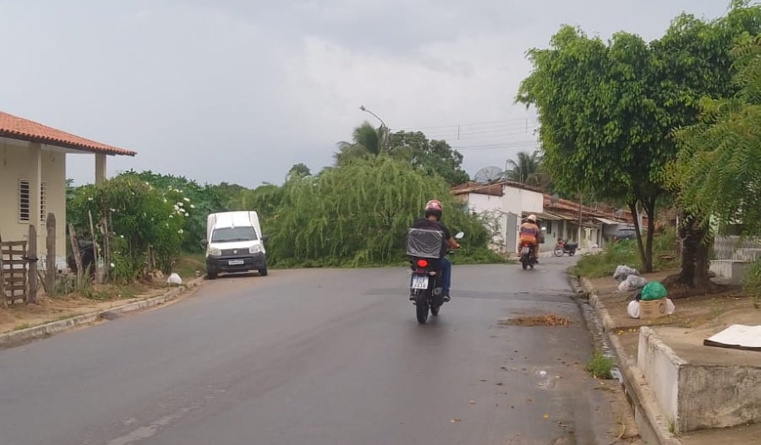 Árvore cai e deixa parte de rodovia obstruída em Arapiraca