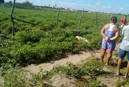Populares encontram corpo na zona rural de Arapiraca