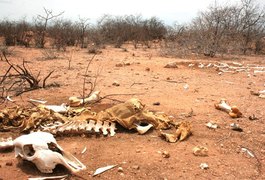 Seca deixa 36 municípios alagoanos em estado de emergência