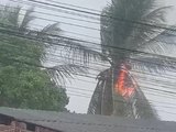 Raio atinge coqueiro e provoca incêndio durante fortes chuvas, em Arapiraca
