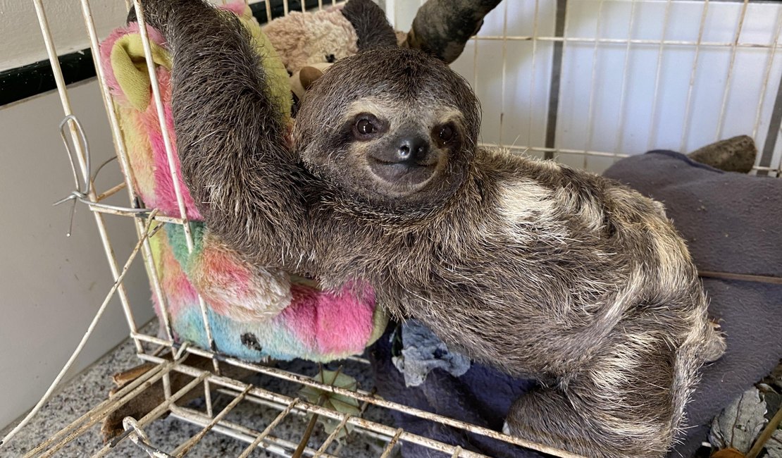 IMA arrecada doações para cuidar de animais silvestres resgatados