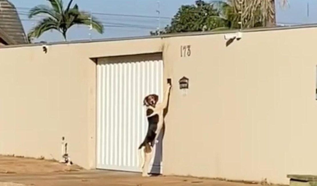 Vídeo: Cachorro toca campainha para entrar em casa no MT e surpreende dono: 'pensava que era fantasma'