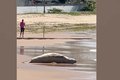 Após dias desaparecido, elefante-marinho é encontrado morto em Alagoas