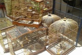 19 pássaros silvestres são apreendidos dentro de uma residência, em AL