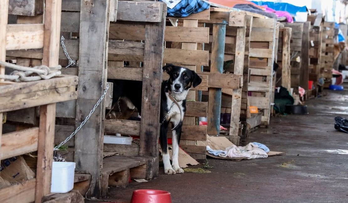 Rio Grande do Sul lança plano de ajuda a animais