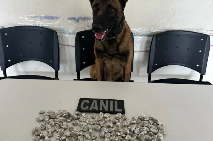 Cão farejador Kaos ajuda PM a localizar drogas escondidas em obra e três homens são levados à Central de Polícia em Arapiraca