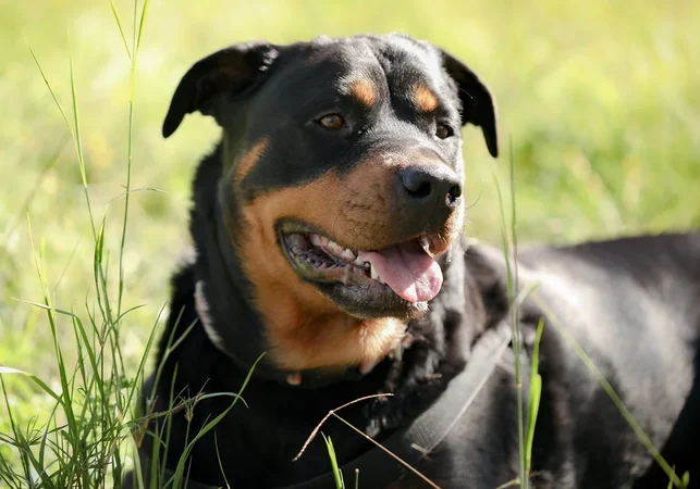 Cães de grande porte envelhecem mais rápido, aponta estudo